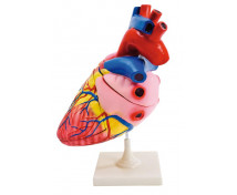 [Detailný model srdca]