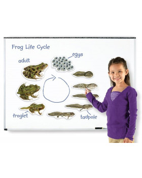 Životný cyklus - magnetky žaba