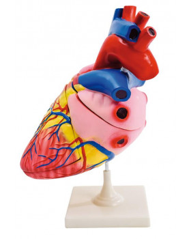 Detailný model srdca
