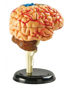 Minimodel - mozog